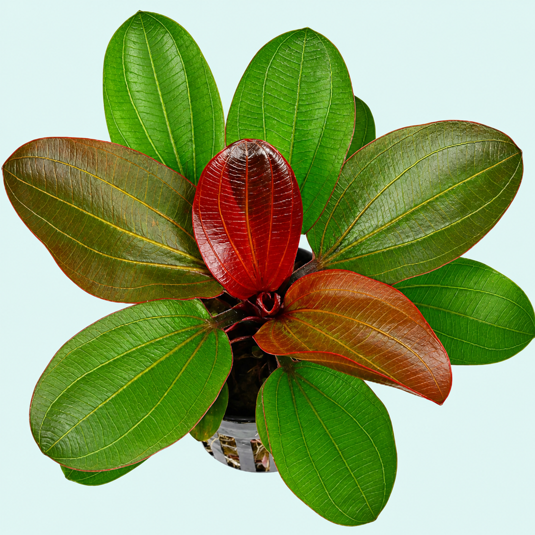 Echinodorus Amazon 'Red Pearl' EMERSED — live aquatic plant in a planted aquarium
