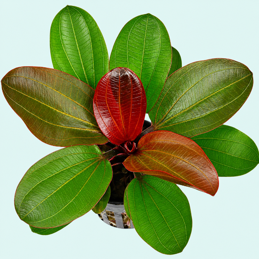 Echinodorus Amazon 'Red Pearl' EMERSED — live aquatic plant in a planted aquarium