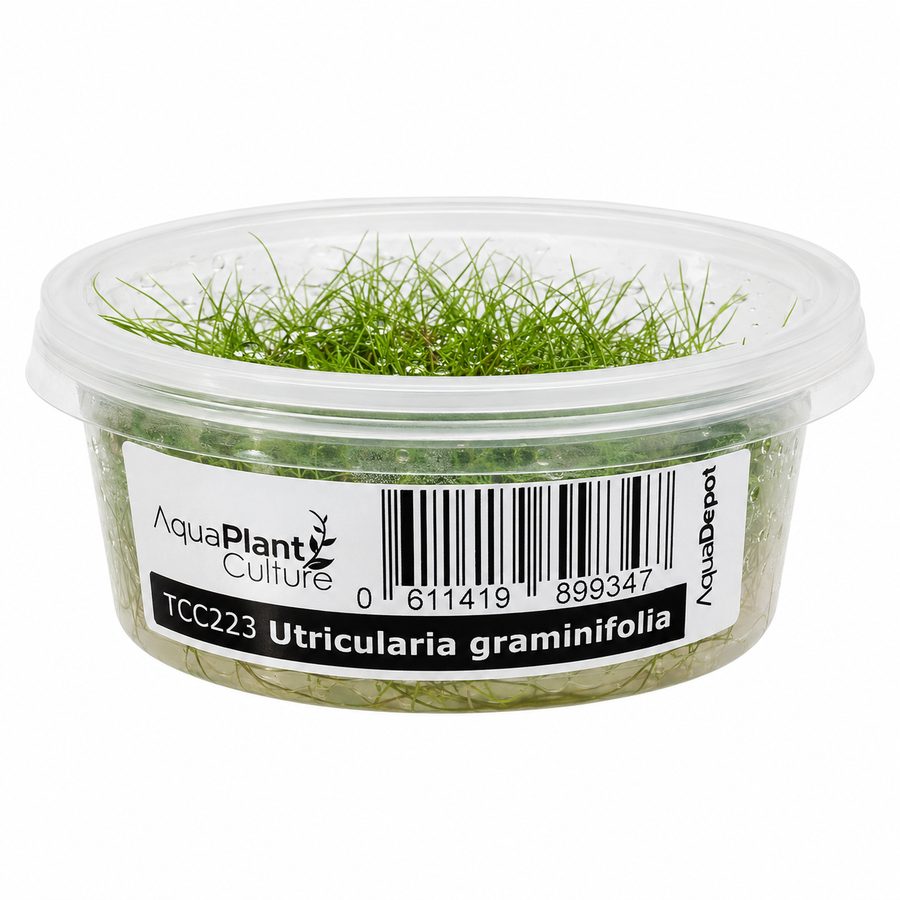 AquaDepot Tissue Culture - Utricularia graminifolia