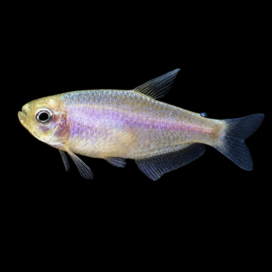 Gold Royal Tetra (Inpaichthys kerri)