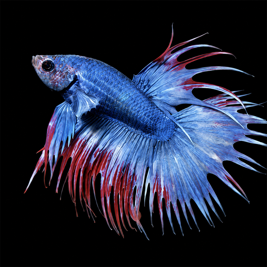 Assorted Crown Tail Betta (Betta splendens)