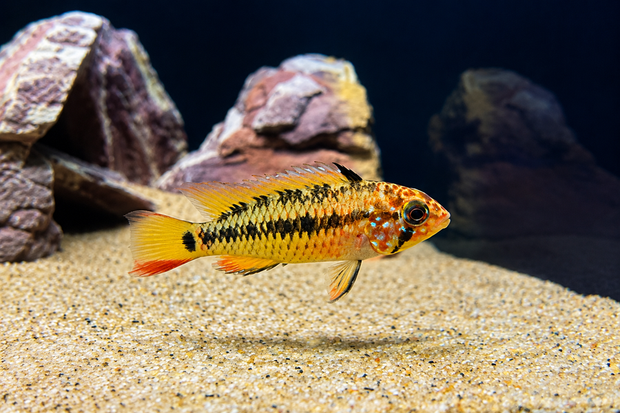 Apistogramma macmasteri (Pair)