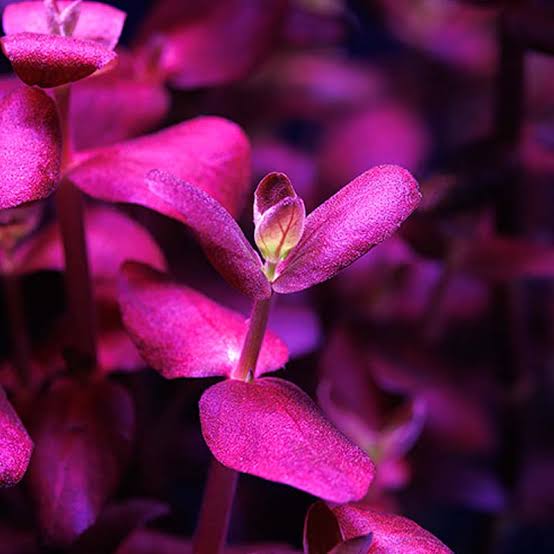 Vibrant Bacopa Salzmanii Purple — live aquatic plant in a planted aquarium