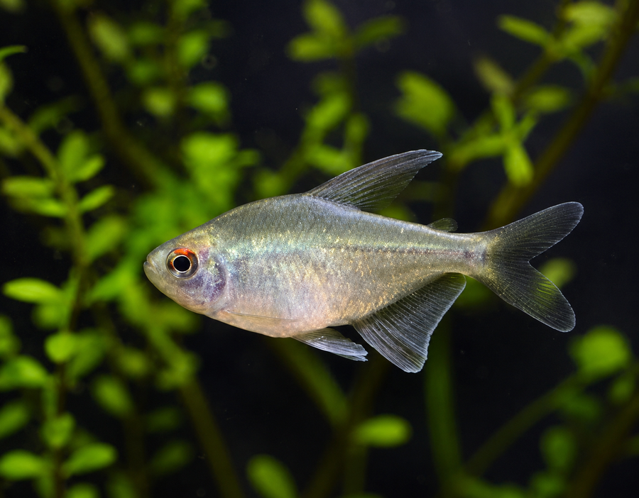 Diamond Tetra