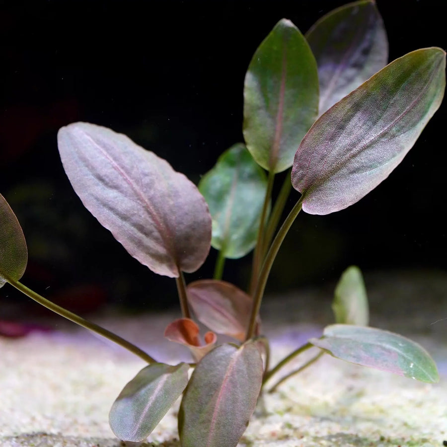 Lagenandra Meeboldii Red - Premium Red Aquarium Plant