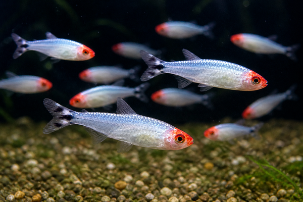 Platinum Rummy Nose Tetra (Local Delivery Only - WA)