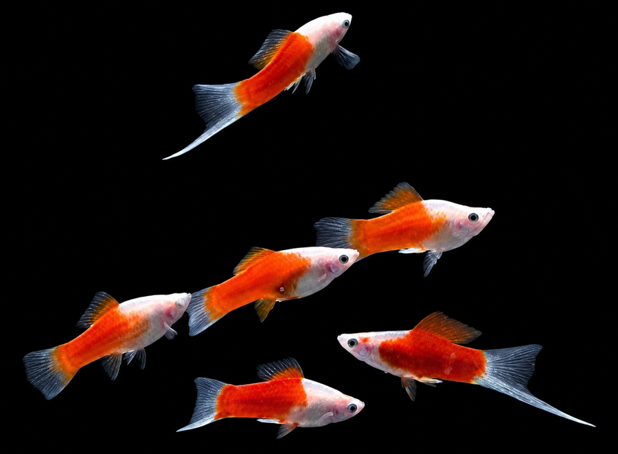 Santa Klaus Swordtail