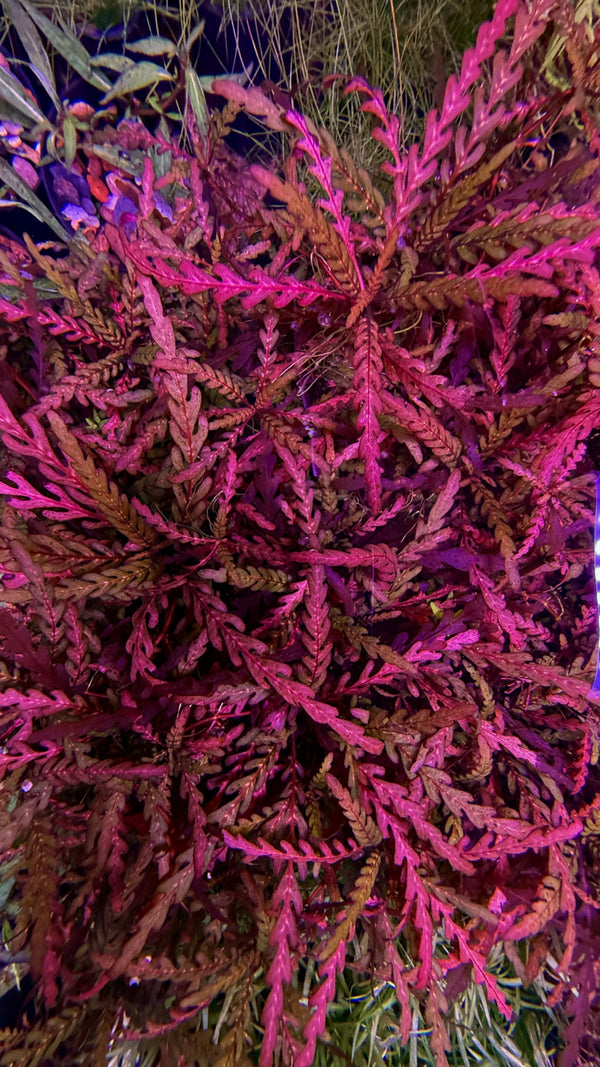 Hygrophila pinnatifida (Red Display)