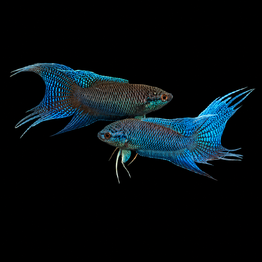 Blue Scar Paradise fish