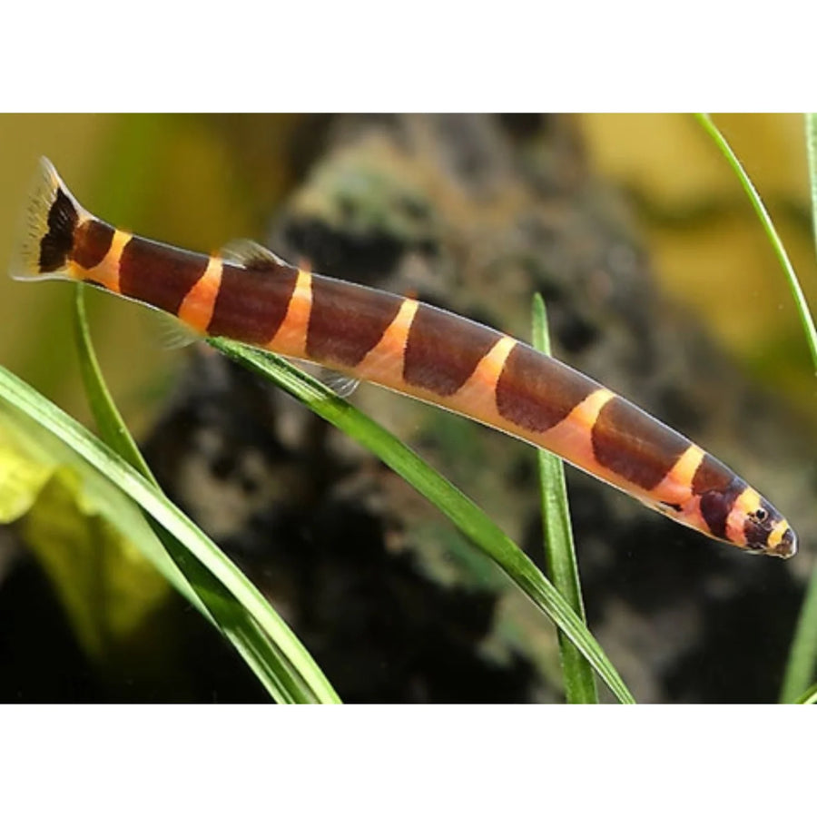 Fish with striped pattern on a blurred natural background