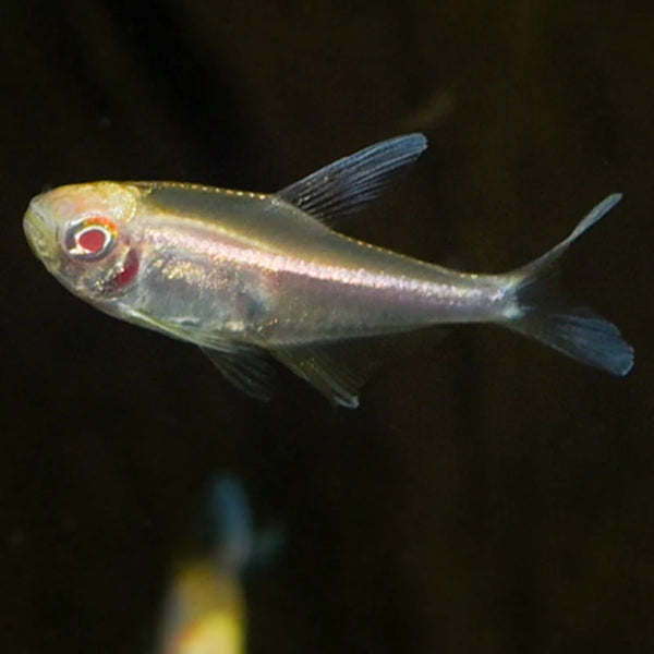 Albino Black Neon Tetra (Hyphessobrycon herbertaxelrodi)