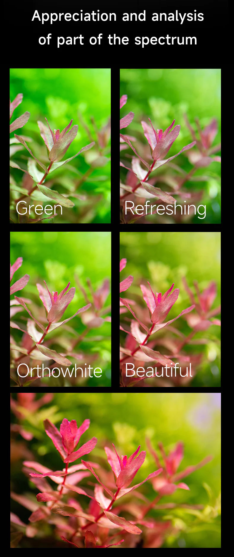 Netlea AT6 Pro 