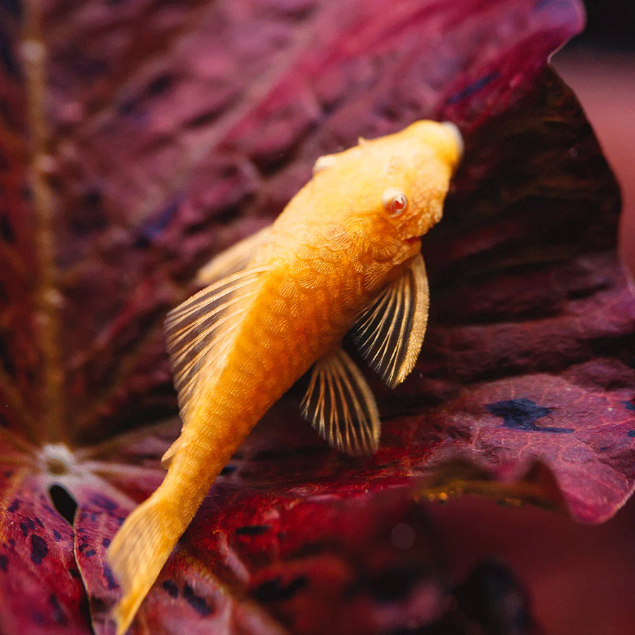 Albino Bristlenose Pleco