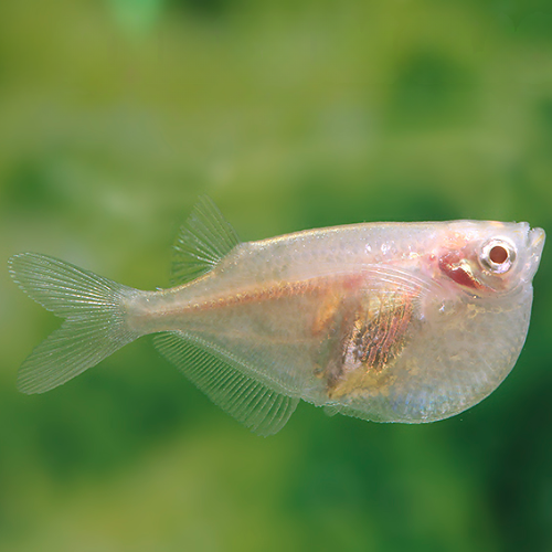 Clear fish with a green blurred background
