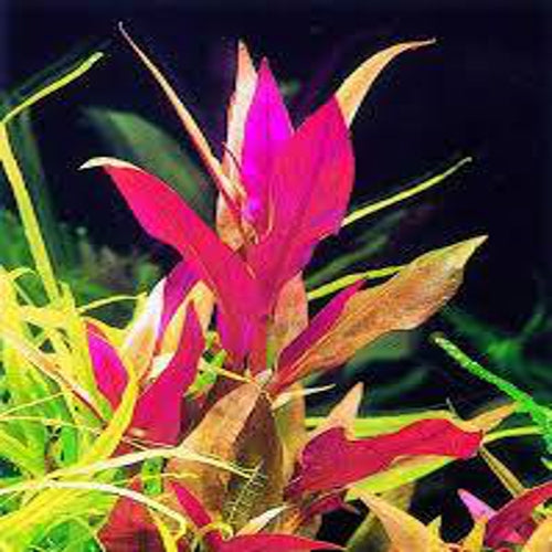 Alternanthera rosaefolia