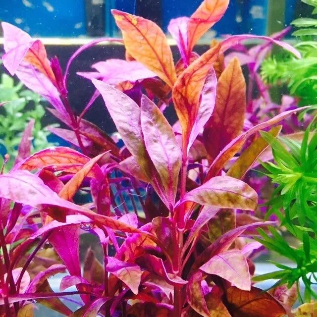 Alternanthera Reineckii 'Rosanervig' - Pink Veined Aquarium Plant