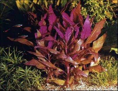 Alternanthera rosaefolia