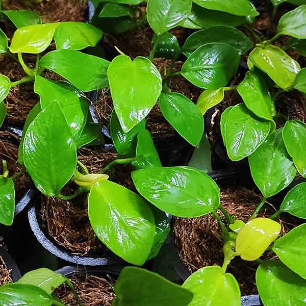 Anubias 'Gold'