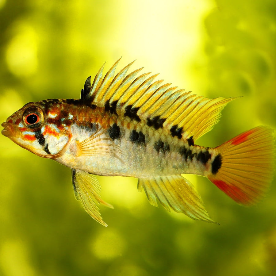 Apistogramma macmasteri (Pair)