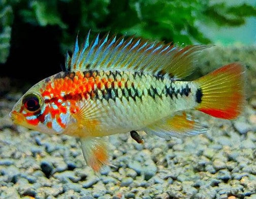 Apistogramma macmasteri (Pair)