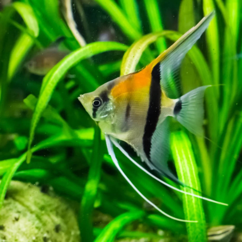 Angelfish swimming among green aquatic plants in an aquarium setting