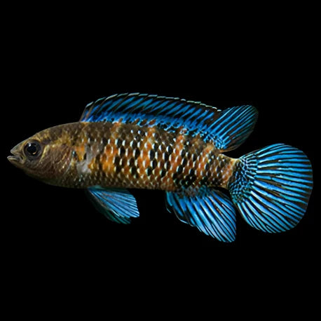 Blue Badis (Badis badis)