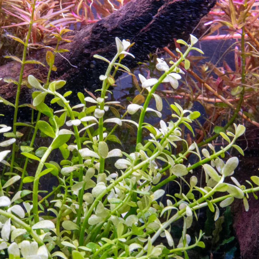 Bacopa Monnieri 'White'