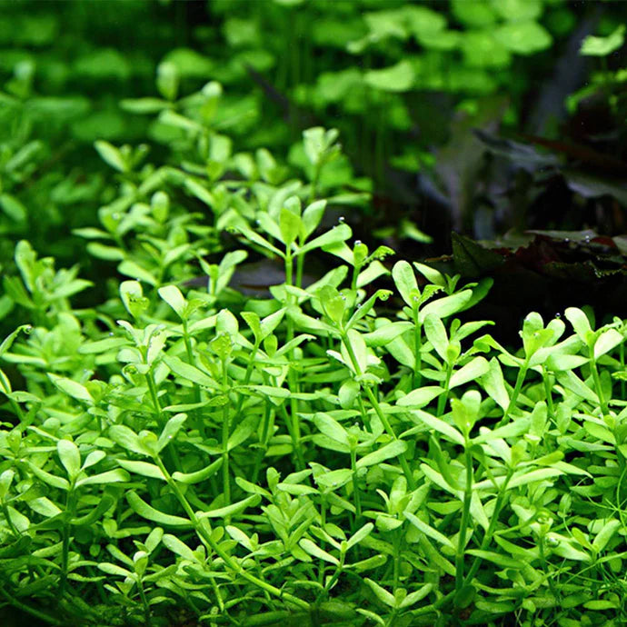 Bacopa monnieri - Water Hyssop Aquarium Plant
