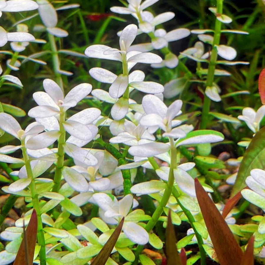 Bacopa Monnieri 'White'