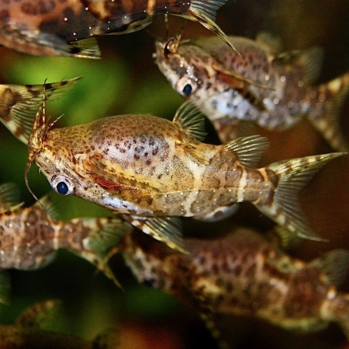 Close-up of a group of catfish swimming in water with a blurred background