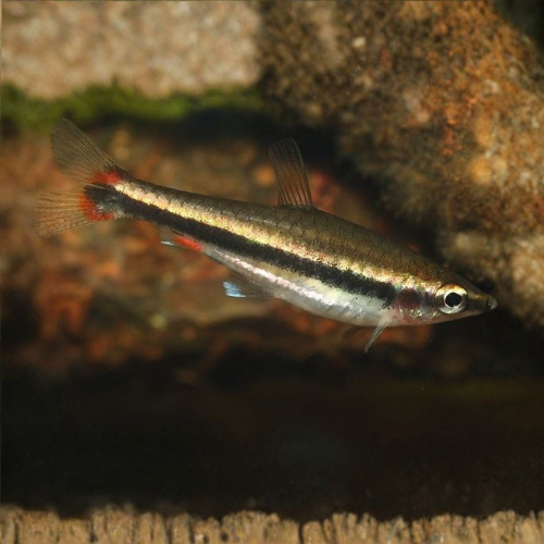 Fish with a black stripe in an aquarium setting