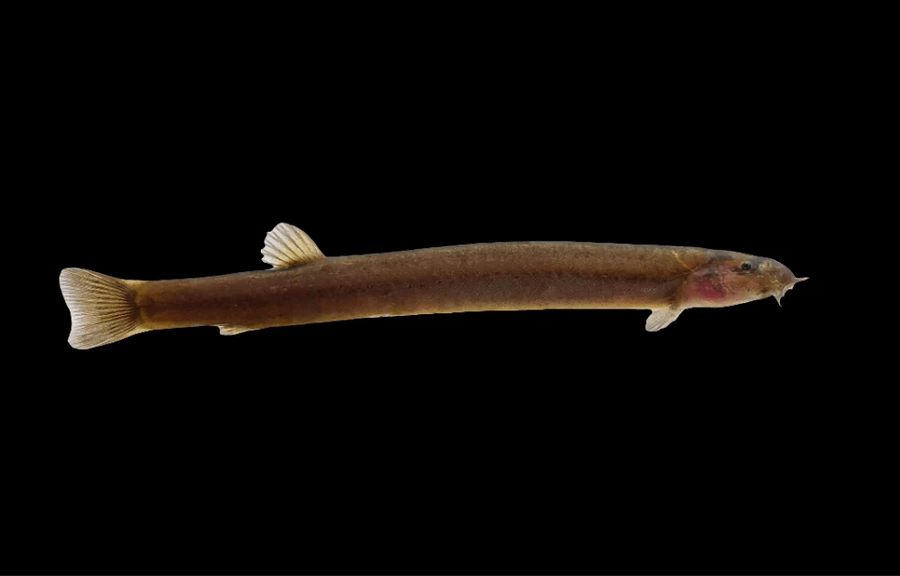 Black Kuhli Loach