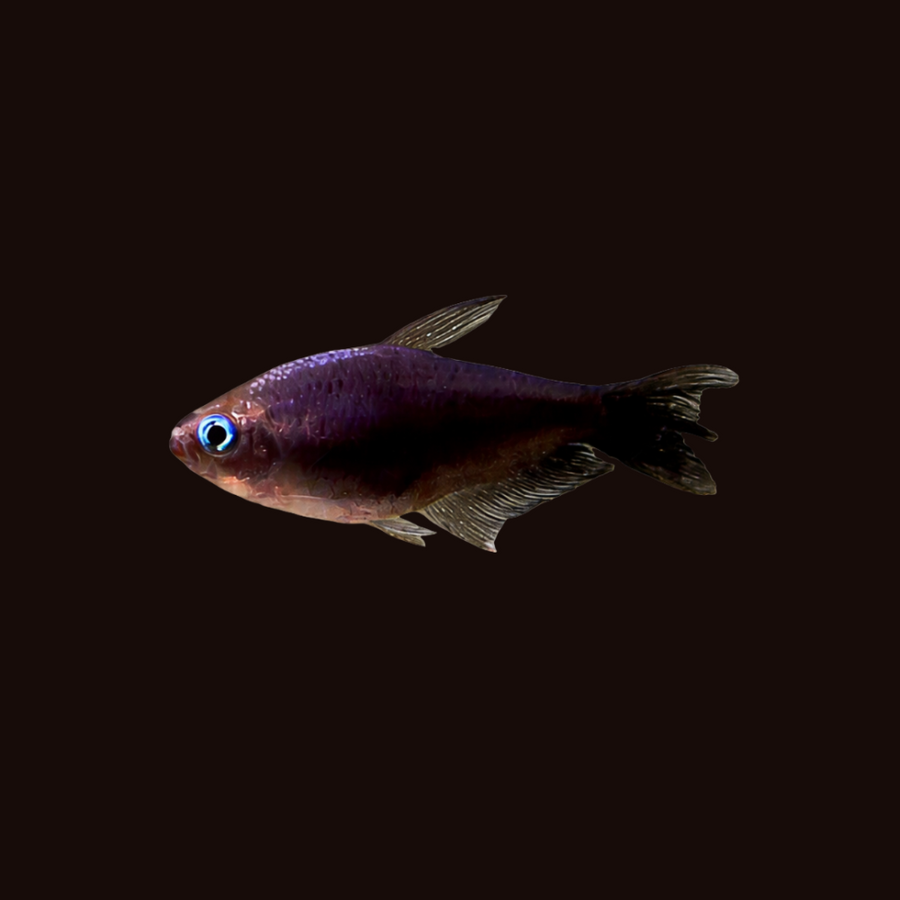 Black Emperor Tetra