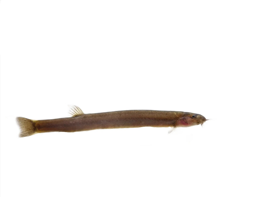 Fish on a white background