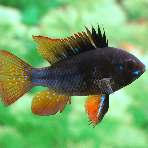Colorful fish with orange and blue fins against a green blurred background