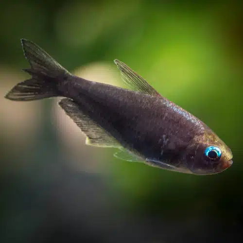 Fish with a blurred green background