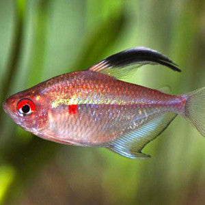 Fish with red and black tail in an aquarium setting