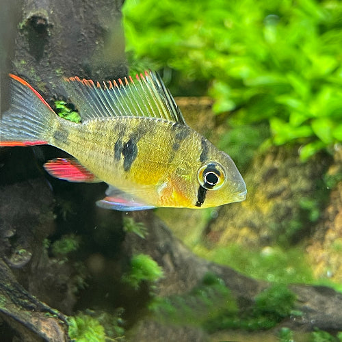 Bolivian Butterfly Ram