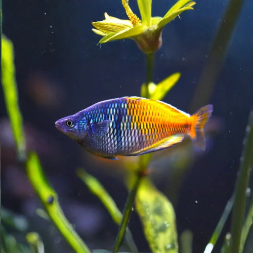 Colorful fish swimming among plants in an aquarium setting