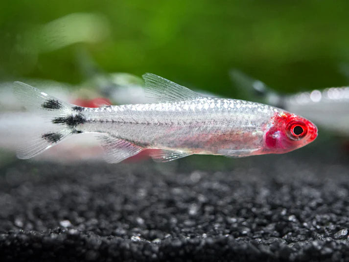 Platinum Rummy Nose Tetra