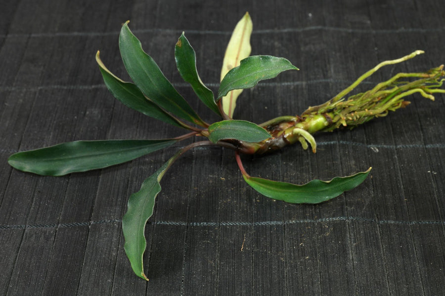 Bucephalandra Kapuas Hulu