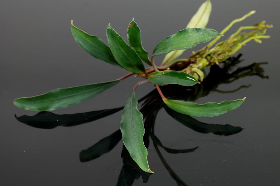 Bucephalandra Kapuas Hulu