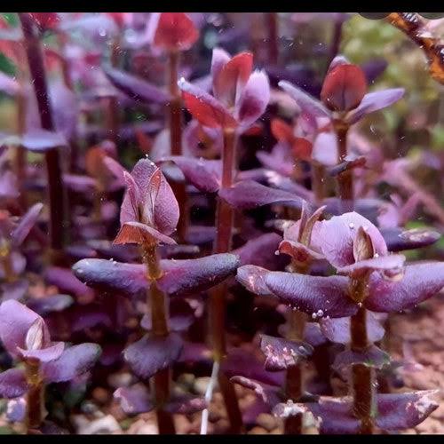 Vibrant Bacopa Salzmanii Purple — live aquatic plant in a planted aquarium