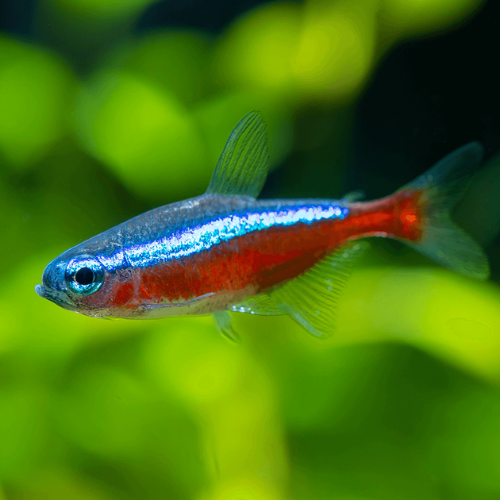 Colorful fish with red and blue stripes against a green blurred background