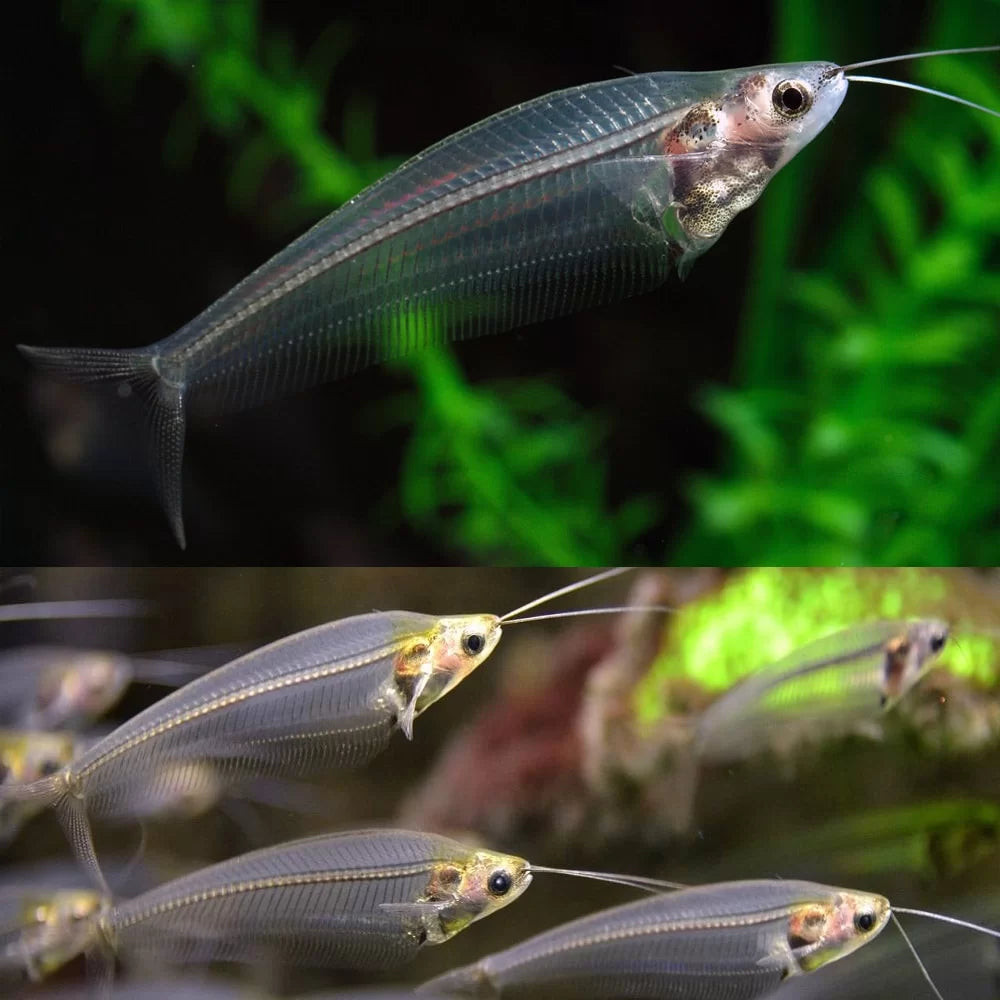 Glass Catfish (Kryptopterus vitreolus), view 2