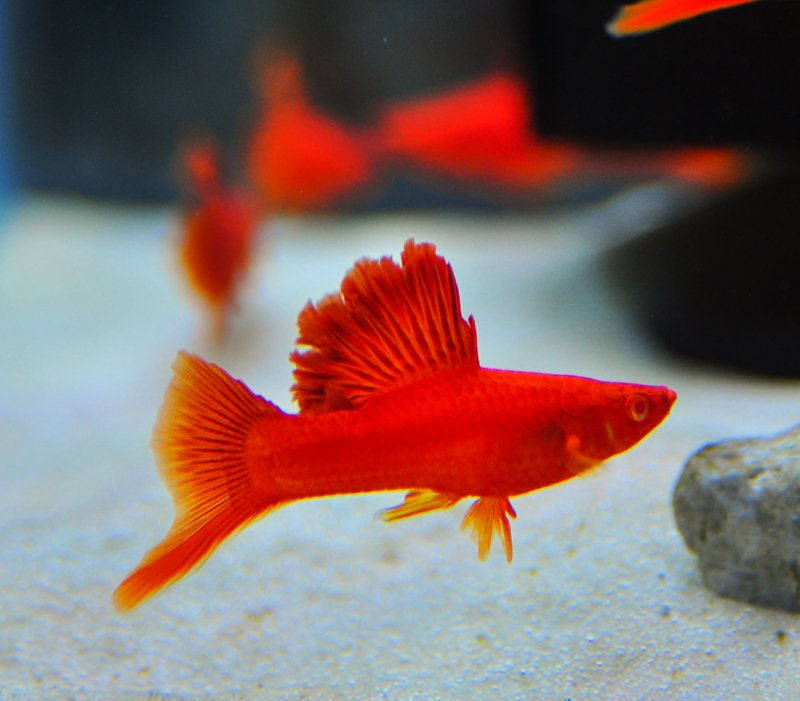Firecracker Swordtail