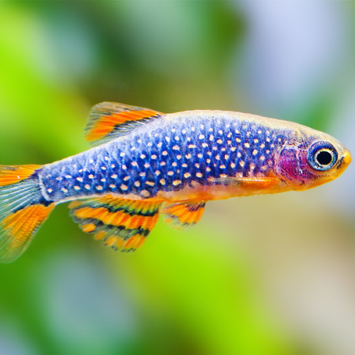 Colorful fish with blue body and orange fins on a blurred green background