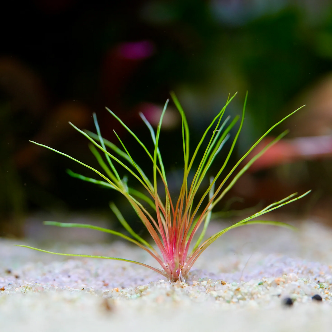 Eriocaulon Blood Vomit - Centrolepis drummondiana — live aquatic plant in a planted aquarium