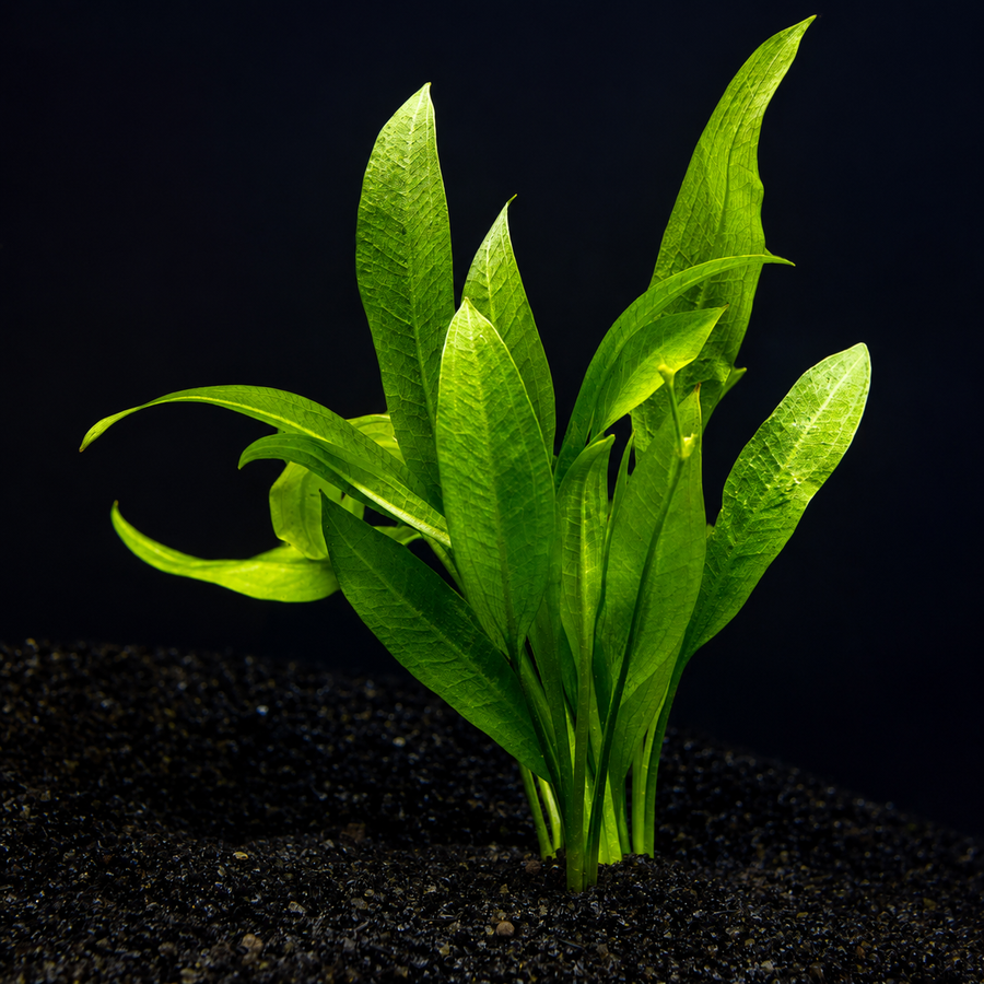 Echinodorus amazonicus (Amazon sword)