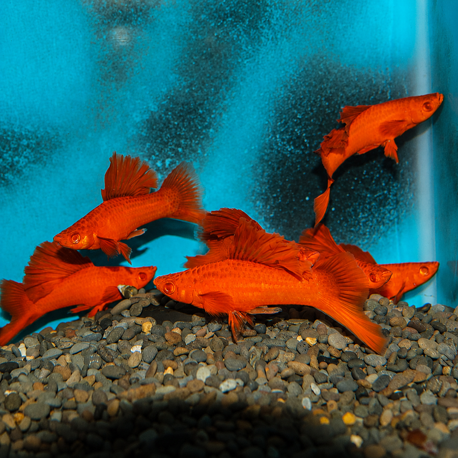 Firecracker Swordtail